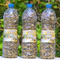 Plantes pour soigner le cancer de sein