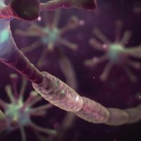 Traitement Naturel Syndrome de Guillain-Barré. Découvrez ici la meilleur tisane pour soigner cette maladie en toute sécrite sans effet seconaire.