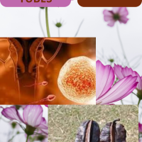 Tisane Naturel Trompes bouchées