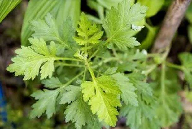 Remède Naturel Orchite ou inflammation des testicules
