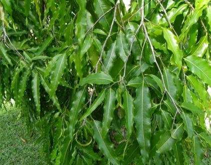 Veuve pleureuse Vertus: Bienfaits de Polyalthia longifolia ( faux Ashoka )
