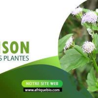 Remède naturel pour débloquer une situation