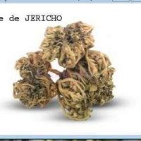 Rose de Jéricho Bienfaits Utilisations