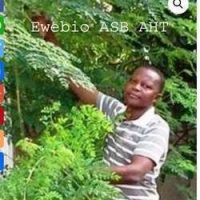 Moringa une plante aux mille vertus