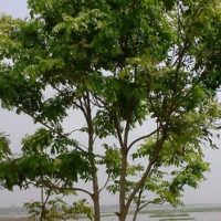 Fièvre Typhoïde Remède Naturel