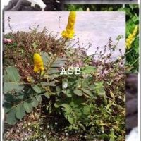 Traitement Naturel de la Synéchie