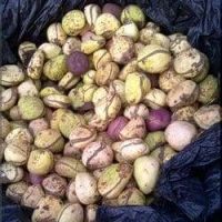 Obésité Maladive Traitement Naturel