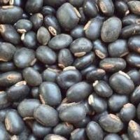 Traitement naturel contre fièvre typhoïde