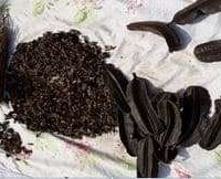 Rectocolite, Maladie du Crohn, remède naturel