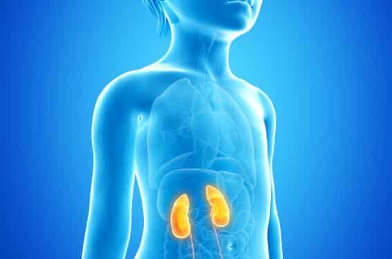 L'agénésie rénale symptômes et traitement