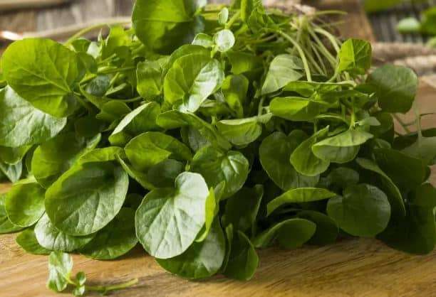 Comment Soigner l'Hypertension Artérielle Naturellement?