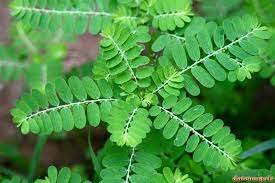 Les bienfaits de la plante phyllanthus