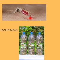 Plante pour soigner le paludisme