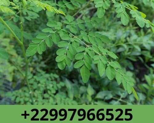 Vertus et bienfaits du moringa